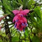 Tillandsia stricta flower picture by França Samuel (cc-by-sa)