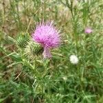 Cirsium vulgare flower picture by Carine Chapelle (cc-by-sa)