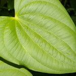 Dioscorea standleyi leaf picture by Nelson Zamora Villalobos (cc-by-nc)