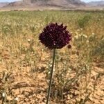 Allium atroviolaceum flower picture by Ehsan Ghaziasgar (cc-by-sa)