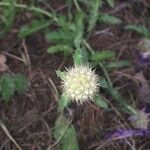 Centaurea sphaerocephala fruit picture by audrey tippi (cc-by-sa)