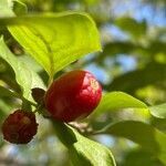 Cornus mas fruit picture by marco de tomi (cc-by-sa)