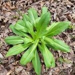 Frasera caroliniensis leaf picture by Lily Jones (cc-by-sa)