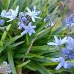 Hyacinthoides italica leaf picture by jlp (cc-by-sa)