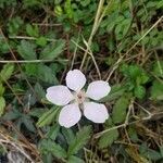 Rubus cuneifolius flower picture by Gianfranco Romaelle (cc-by-sa)