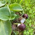 Arisarum simorrhinum flower picture by jph doc (cc-by-sa)