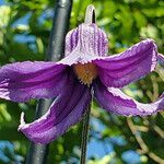 Clematis crispa flower picture by K O (cc-by-sa)