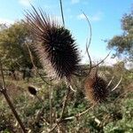 Dipsacus sativus flower picture by Hohoemi Cunliffe (cc-by-sa)