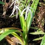 Crinum americanum flower picture by Daniel Shyles (cc-by-sa)