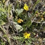 Viola douglasii flower picture by Liz Pucket (cc-by-sa)