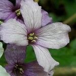 Cardamine heptaphylla flower picture by Denis Bastianelli (cc-by-sa)