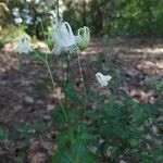 Aquilegia nigricans flower picture by Patryk Tański (cc-by-sa)