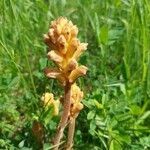 Orobanche lutea flower picture by Ondřej Mistát (cc-by-sa)