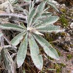 Lupinus alopecuroides leaf picture by Fabien Anthelme (cc-by-sa)