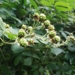 Rubus condensatus flower picture by Honig hydera (cc-by-sa)