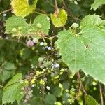 Vitis vulpina leaf picture by Jambulingam Devarajan (cc-by-sa)