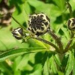 Cephalaria alpina flower picture by Boumlik Messaïli (cc-by-sa)