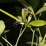 Cleome serrata flower picture by Nelson Zamora Villalobos (cc-by-nc)