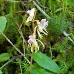 Epipogium aphyllum flower picture by Markus Nestmeyer (cc-by-sa)