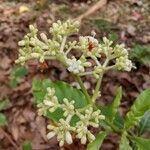 Psychotria carthagenensis flower picture by Makoto Makoto (cc-by-sa)