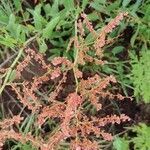 Rumex usambarensis flower picture by Leigh Winowiecki (cc-by-sa)