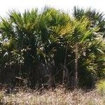 Sabal palmetto leaf picture by Tricia Jeter (cc-by-sa)