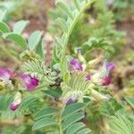 Astragalus monticola leaf picture by Trap Hers (cc-by-sa)