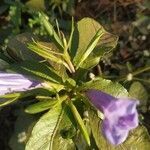 Ruellia tuberosa fruit picture by Rajendra Rajendra Choure (cc-by-sa)