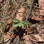 Daphne blagayana leaf picture by Jona Luther-Mosebach (cc-by-sa)