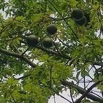 Ceiba speciosa fruit picture by Flor Alex (cc-by-sa)