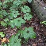 Rubus andegavensis leaf picture by Xavier Norloff (cc-by-sa)