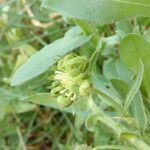 Calendula arvensis fruit picture by Florent Beck (cc-by-sa)