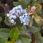 Ceanothus prostratus flower picture by Maarten Vanhove (cc-by-sa)