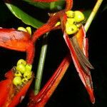 Heliconia nutans flower picture by Nelson Zamora Villalobos (cc-by-nc)