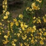 Cytisus arboreus flower picture by Mallol Camprubí Albert (cc-by-sa)