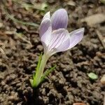 Crocus versicolor habit picture by Kevin kevin (cc-by-sa)