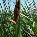 Typha angustifolia fruit picture by Cor Rieken (cc-by-sa)