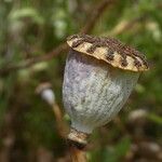 Papaver rhoeas fruit picture by Llandrich anna (cc-by-sa)