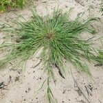 Panicum capillare habit picture by William Coville (cc-by-sa)