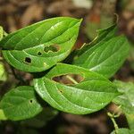 Mendoncia retusa leaf picture by Nelson Zamora Villalobos (cc-by-nc)