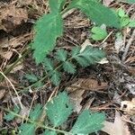 Geum canadense leaf picture by Nancy Schiano (cc-by-sa)