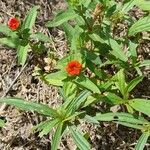 Zinnia peruviana habit picture by Trap Hers (cc-by-sa)