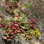 Opuntia humifusa habit picture by Jacques Zuber (cc-by-sa)