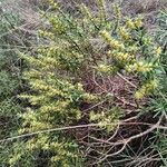 Thymelaea tinctoria habit picture by B.P. Mar (cc-by-sa)