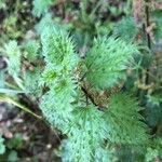 Urtica atrovirens leaf picture by Patrice Nodet (cc-by-sa)