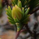 Hypericum juniperinum leaf picture by Fabien Anthelme (cc-by-sa)