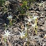 Ornithogalum broteroi flower picture by Francesco Francissen (cc-by-sa)