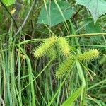 Carex comosa fruit picture by Matt (cc-by-sa)