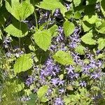 Campanula poscharskyana habit picture by David Hocken (cc-by-sa)