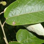 Croton billbergianus leaf picture by Nelson Zamora Villalobos (cc-by-nc)